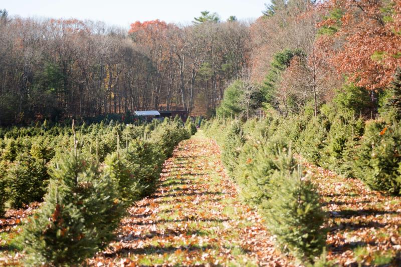 Deer Field Tree Farm